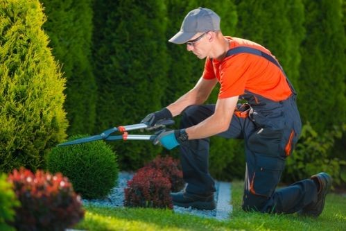 Services de jardinage : particularités d’un secteur dynamique